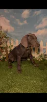 Honey 🍯 AKC, a female Doberman Pinscher for sale in Richmond, VA – 7 of 10