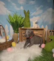 Ladybug 🐞 AKC, a female Doberman Pinscher for sale in Richmond, VA – Photo 3 of 10