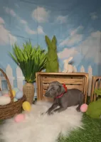 Ladybug 🐞 AKC, a female Doberman Pinscher for sale in Richmond, VA – Photo 4 of 10