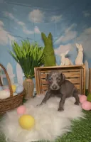 Ladybug 🐞 AKC, a female Doberman Pinscher for sale in Richmond, VA – Photo 2 of 10