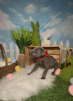 Ladybug 🐞 AKC, a female Doberman Pinscher for sale in Richmond, VA – Photo 5 of 10