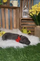 Ladybug 🐞 AKC, a female Doberman Pinscher for sale in Richmond, VA – Photo 8 of 10