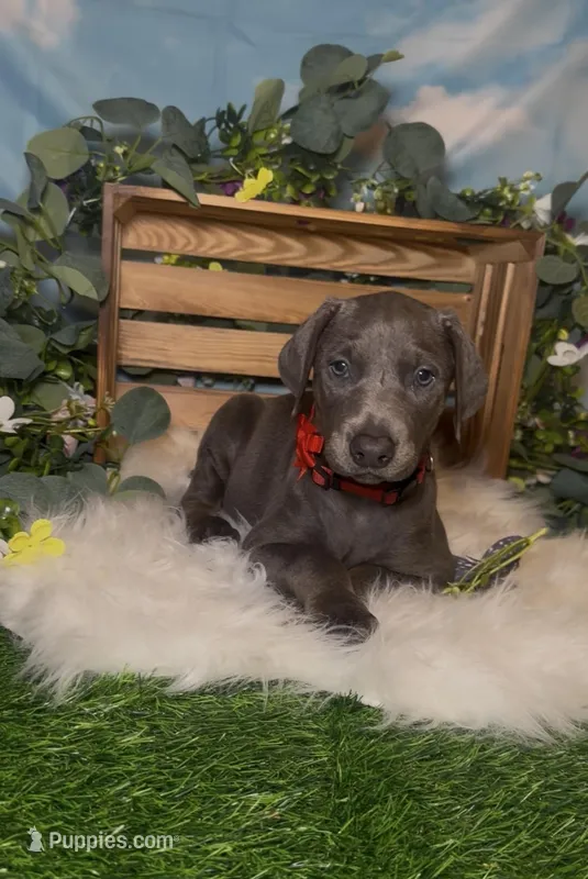 Ladybug 🐞 AKC – Doberman Pinscher puppy for sale in Richmond, VA