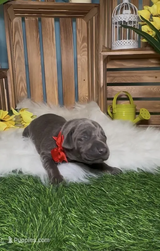 Ladybug 🐞  – Doberman Pinscher puppy for sale in Richmond, VA