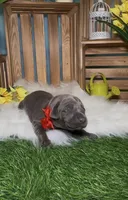 Ladybug 🐞 AKC, a female Doberman Pinscher for sale in Richmond, VA – Photo 6 of 10