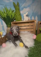 Ladybug 🐞 AKC, a female Doberman Pinscher for sale in Richmond, VA – Photo 1 of 10