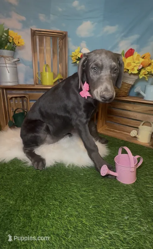 Bloom 🌸 AKC – Doberman Pinscher puppy for sale in Richmond, VA
