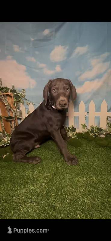 Buzz 🐝 AKC – Doberman Pinscher puppy for sale in Richmond, VA