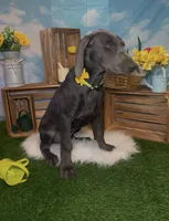 Honey 🍯 AKC, a female Doberman Pinscher for sale in Richmond, VA – 3 of 10
