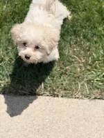 Teddy, a male Poodle - Toy  for sale in Bluffton, IN – 2 of 3