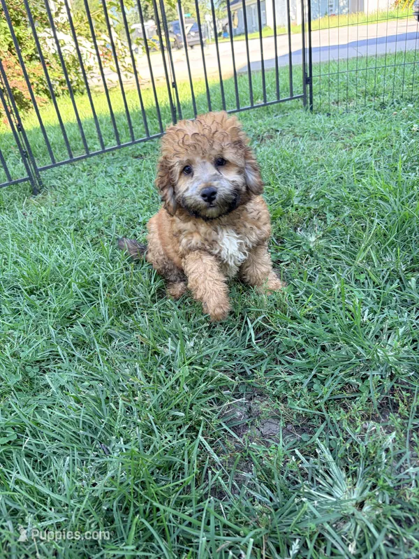 Buddy – Miniature Bernedoodle puppy for sale in Bluffton, IN