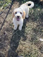 Daisy, a female Poodle - Miniature  for sale in Bluffton, IN – 2 of 2