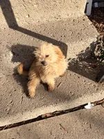 Teddy, a male Shihpoo for sale in Bluffton, IN – 3 of 3