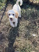 Daisy, a female Poodle - Miniature  for sale in Bluffton, IN – 1 of 2