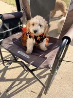 Izzy, a female Poodle - Miniature  for sale in Bluffton, IN – 1 of 2
