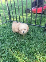 Teddy, a male Shihpoo for sale in Bluffton, IN – 3 of 3