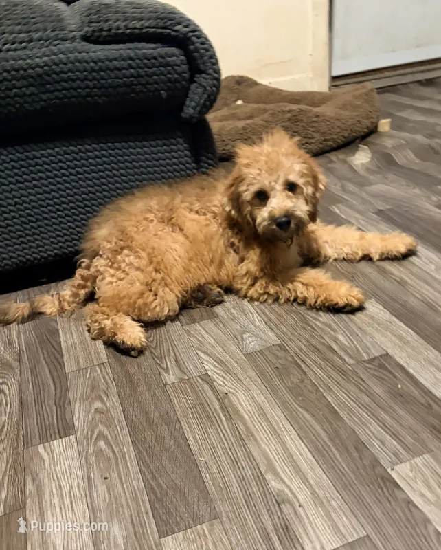 Buddy – Poodle - Miniature  puppy for sale in Bluffton, IN