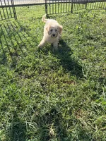 Baxter, a male Miniature Bernedoodle for sale in Bluffton, IN – 2 of 2