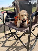 Izzy, a female Poodle - Miniature  for sale in Bluffton, IN – 2 of 2