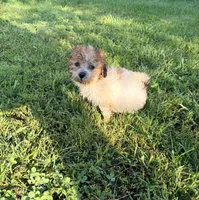 Puppy 6, a female Miniature Bernedoodle for sale in Bluffton, IN – 1 of 1