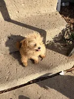 Teddy, a male Shihpoo for sale in Bluffton, IN – 2 of 3