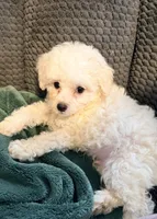 Teddy, a male Poodle - Toy  for sale in Bluffton, IN – 1 of 1