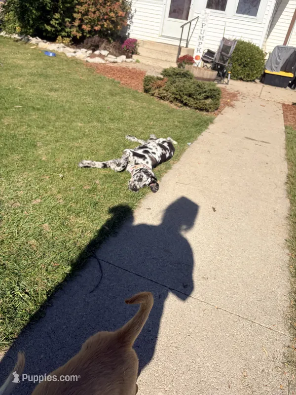 Gracie – Great Dane, English Mastiff puppy for sale in Bluffton, IN