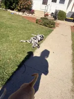 Gracie, a female Great Dane and English Mastiff for sale in Bluffton, IN – 1 of 3