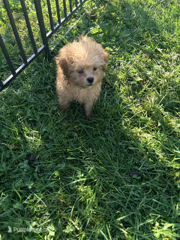 Teddy – Shihpoo puppy for sale in Bluffton, IN