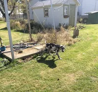 Gracie, a female Great Dane and English Mastiff for sale in Bluffton, IN – 2 of 3