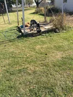 Gracie, a female Great Dane and English Mastiff for sale in Bluffton, IN – 3 of 3