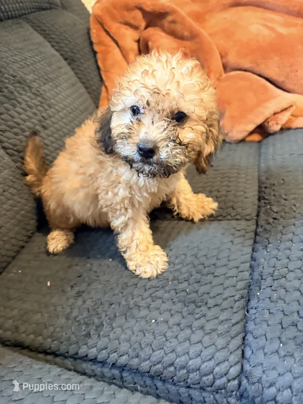 Puppy 4 – Miniature Bernedoodle puppy for sale in Bluffton, IN