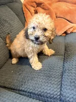 Puppy 4, a female Miniature Bernedoodle for sale in Bluffton, IN – 1 of 1