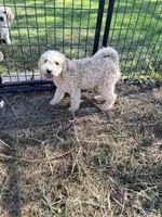 Bonnie, a female Poodle - Miniature  for sale in Bluffton, IN – 2 of 2