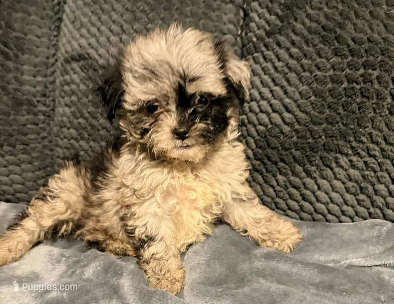 Ruffles – Shihpoo puppy for sale in Bluffton, IN