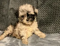 Ruffles, a female Shihpoo for sale in Bluffton, IN – 1 of 2