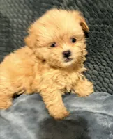 Teddy bear, a male Shihpoo for sale in Bluffton, IN – 4 of 4