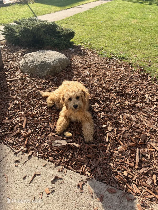 Buddy – Bichon Frise, Poodle - Miniature  puppy for sale in Bluffton, IN