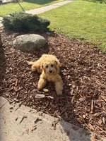 Buddy, a male Bichon Frise and Poodle - Miniature  for sale in Bluffton, IN – 1 of 3