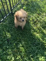Teddy, a male Shihpoo for sale in Bluffton, IN – 2 of 3