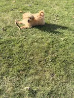 Teddy, a male Shihpoo for sale in Bluffton, IN – 1 of 3