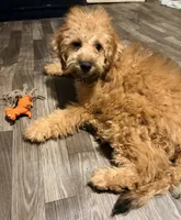 Buddy, a male Poodle - Miniature  for sale in Bluffton, IN – 2 of 4