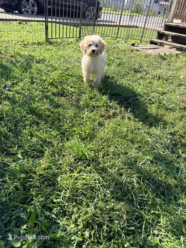 Baxter – Miniature Bernedoodle puppy for sale in Bluffton, IN