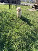 Baxter, a male Miniature Bernedoodle for sale in Bluffton, IN – 1 of 2