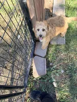 Buddy, a male Bichon Frise and Poodle - Miniature  for sale in Bluffton, IN – 2 of 3