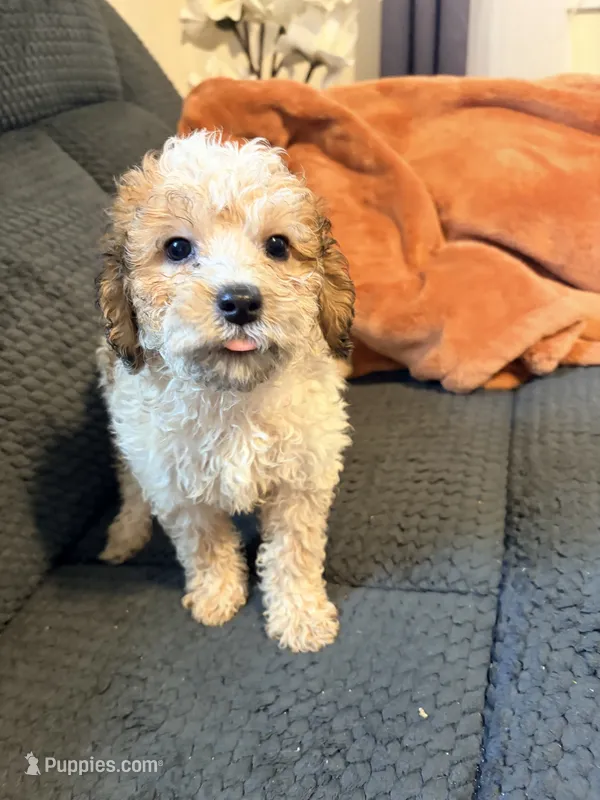 Puppy 5 – Miniature Bernedoodle puppy for sale in Bluffton, IN