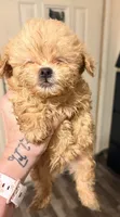 Teddy bear, a male Shihpoo for sale in Bluffton, IN – 3 of 4