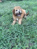 Buddy, a male Miniature Bernedoodle for sale in Bluffton, IN – 3 of 3