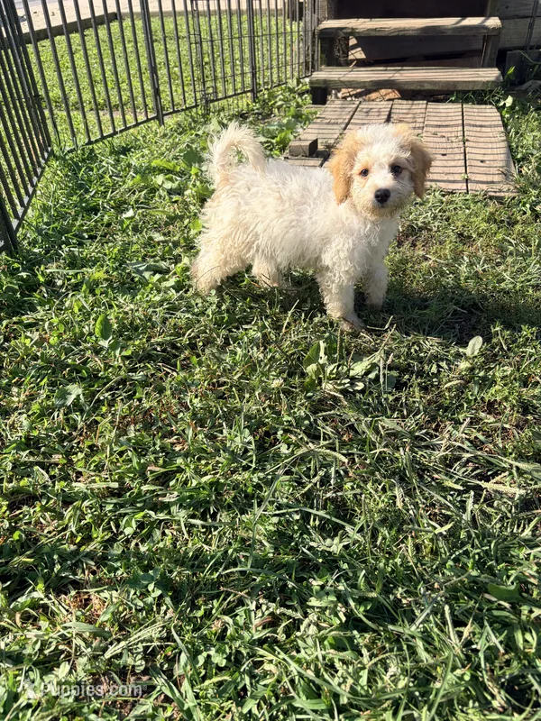 Daisy – Miniature Bernedoodle puppy for sale in Bluffton, IN