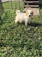 Daisy, a female Miniature Bernedoodle for sale in Bluffton, IN – 1 of 2